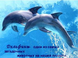 Дельфины- одни из самых загадочных животных на нашей планете.