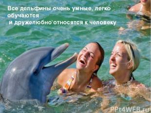 Все дельфины очень умные, легко обучаются и дружелюбно относятся к человеку