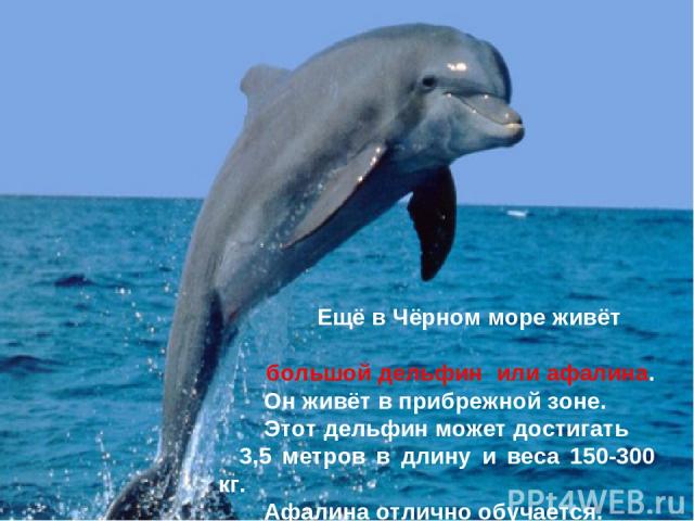 Ещё в Чёрном море живёт большой дельфин или афалина. Он живёт в прибрежной зоне. Этот дельфин может достигать 3,5 метров в длину и веса 150-300 кг. Афалина отлично обучается.