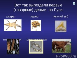 Вот так выглядели первые (товарные) деньги на Руси. шкура зерно акулий зуб птичь