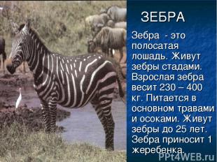 ЗЕБРА Зебра - это полосатая лошадь. Живут зебры стадами. Взрослая зебра весит 23