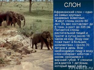 СЛОН Африканский слон – одно из самых крупных наземных животных. Живут слоны око