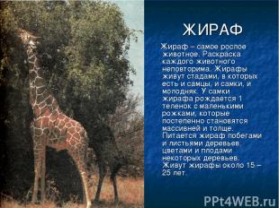 ЖИРАФ Жираф – самое рослое животное. Раскраска каждого животного неповторима. Жи
