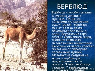 ВЕРБЛЮД Верблюд способен выжить в суровых условиях пустыни. Питается колючими ку