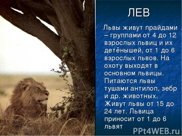ЛЕВ Львы живут прайдами – группами от 4 до 12 взрослых львиц и их детёнышей, от 1 до 6 взрослых львов. На охоту выходят в основном львицы. Питаются львы тушами антилоп, зебр и др. животных. Живут львы от 15 до 24 лет. Львица приносит от 1 до 6 львят