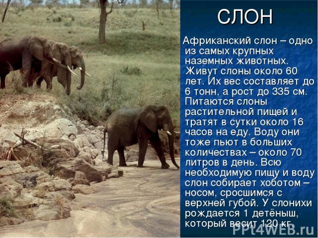 СЛОН Африканский слон – одно из самых крупных наземных животных. Живут слоны около 60 лет. Их вес составляет до 6 тонн, а рост до 335 см. Питаются слоны растительной пищей и тратят в сутки около 16 часов на еду. Воду они тоже пьют в больших количест…