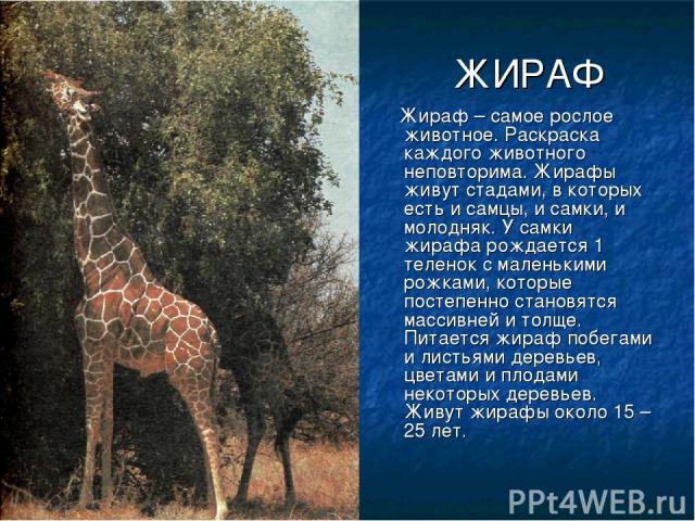 ЖИРАФ Жираф – самое рослое животное. Раскраска каждого животного неповторима. Жирафы живут стадами, в которых есть и самцы, и самки, и молодняк. У самки жирафа рождается 1 теленок с маленькими рожками, которые постепенно становятся массивней и толще…