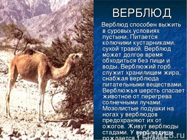 ВЕРБЛЮД Верблюд способен выжить в суровых условиях пустыни. Питается колючими кустарниками, сухой травой. Верблюд может долгое время обходиться без пищи и воды. Верблюжий горб служит хранилищем жира, снабжая верблюда питательными веществами. Верблюж…