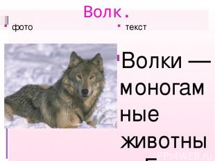 Волк. фото текст Волки — моногамные животные. Гон происходит зимой. Спаривание м