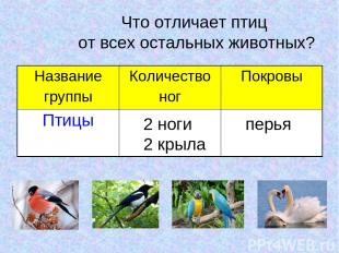 Что отличает птиц от всех остальных животных? 2 ноги 2 крыла перья Название груп