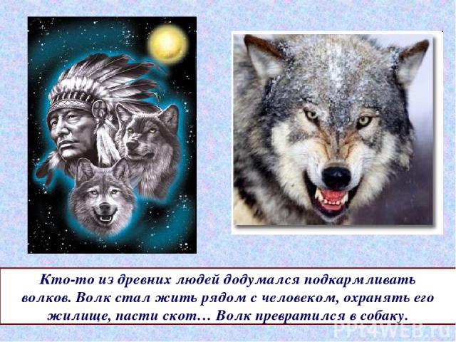 Кто-то из древних людей додумался подкармливать волков. Волк стал жить рядом с человеком, охранять его жилище, пасти скот… Волк превратился в собаку.