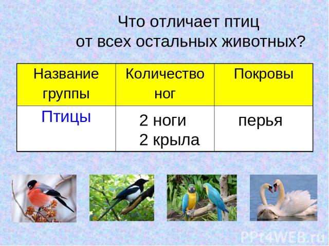 Что отличает птиц от всех остальных животных? 2 ноги 2 крыла перья Название группы Количество ног Покровы Птицы