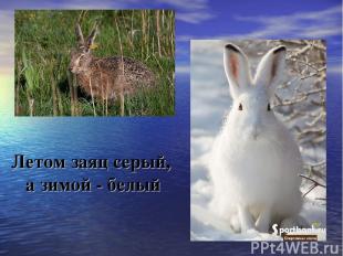 Летом заяц серый, а зимой - белый