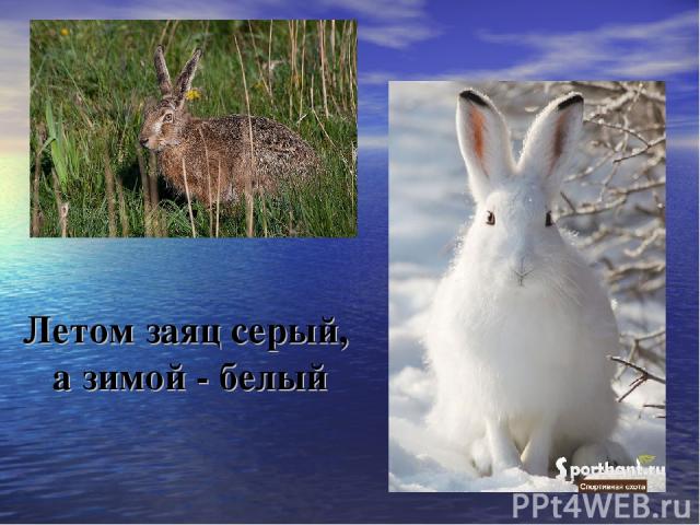 Летом заяц серый, а зимой - белый