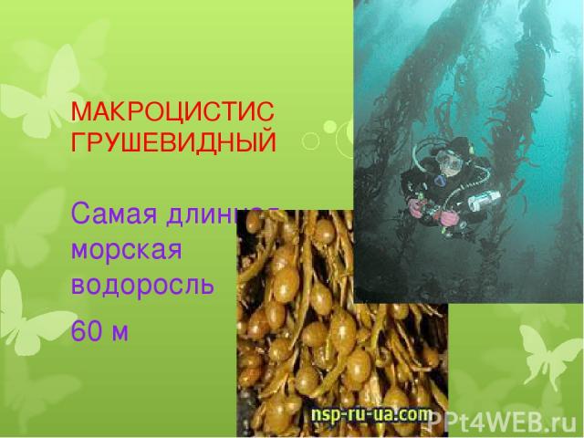 МАКРОЦИСТИС ГРУШЕВИДНЫЙ Самая длинная морская водоросль 60 м