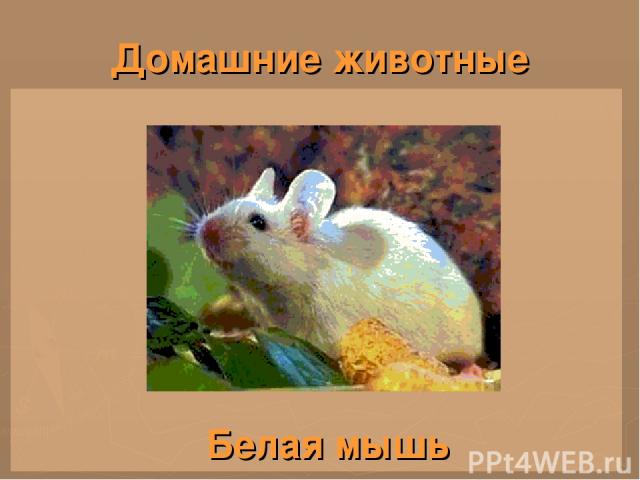 Домашние животные Белая мышь