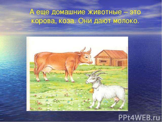 Лошадь и овца — тоже домашние жи-:ные >е :