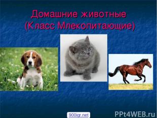 Домашние животные (Класс Млекопитающие) 900igr.net