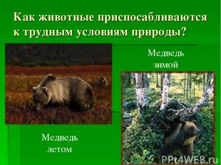 Как животные приспосабливаются к трудным условиям природы? Медведь летом Медведь