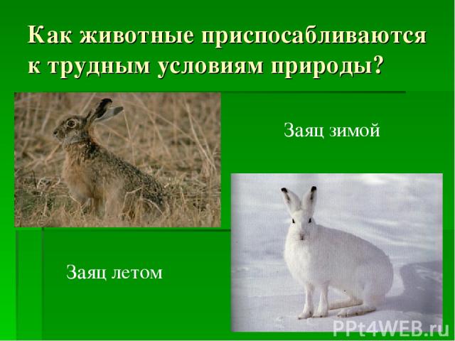 Как животные приспосабливаются к трудным условиям природы? Заяц летом Заяц зимой