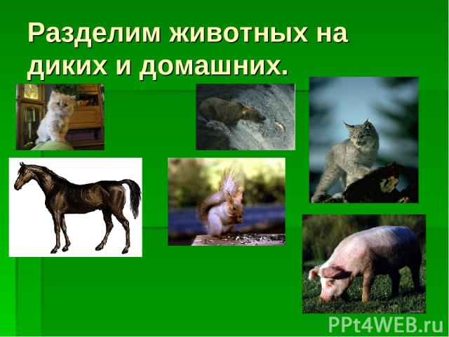 Разделим животных на диких и домашних.