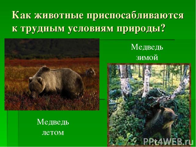 Как животные приспосабливаются к трудным условиям природы? Медведь летом Медведь зимой