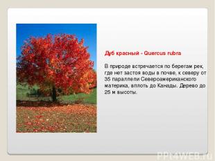 Дуб красный - Quercus rubra В природе встречается по берегам рек, где нет застоя