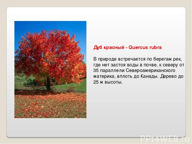 Дуб красный - Quercus rubra В природе встречается по берегам рек, где нет застоя воды в почве, к северу от 35 параллели Североамериканского материка, вплоть до Канады. Дерево до 25 м высоты.
