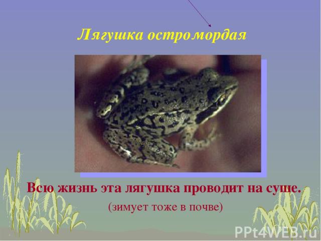 Лягушка остромордая Всю жизнь эта лягушка проводит на суше. (зимует тоже в почве)