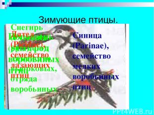 Зимующие птицы. Поползень (Sitta), род воробьиных птиц Синица (Parinae), семейст