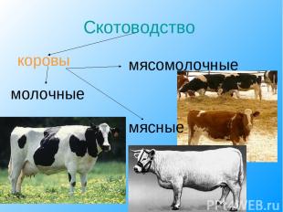 Скотоводство коровы мясомолочные молочные мясные