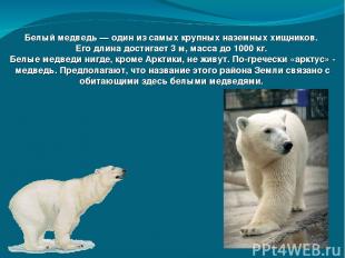Белый медведь — один из самых крупных наземных хищников. Его длина достигает 3 м