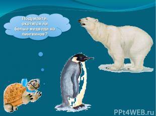 Почему медведи не охотятся на императорских пингвинов. Белый медведь охотится на пингвинов. Медведь и Пингвин. Белый медведь и Пингвин. Охотятся ли белые медведи на пингвинов.