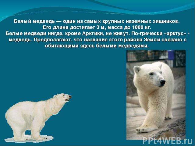 Белый медведь — один из самых крупных наземных хищников. Его длина достигает 3 м, масса до 1000 кг. Белые медведи нигде, кроме Арктики, не живут. По-гречески «арктус» - медведь. Предполагают, что название этого района Земли связано с обитающими здес…