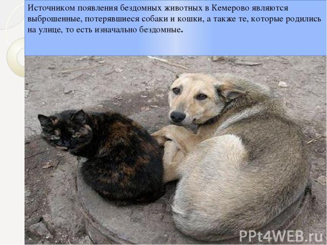 Источником появления бездомных животных в Кемерово являются выброшенные, потерявшиеся собаки и кошки, а также те, которые родились на улице, то есть изначально бездомные.
