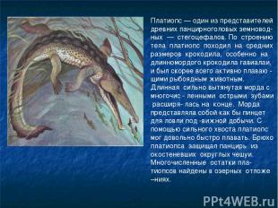 Платиопс — один из представителей древних панцирноголовых земновод-ных — стегоце