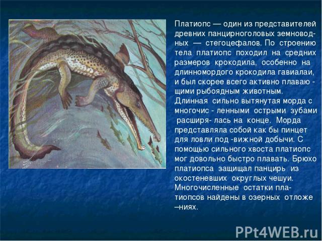 Платиопс — один из представителей древних панцирноголовых земновод-ных — стегоцефалов. По строению тела платиопс походил на средних размеров крокодила, особенно на длинномордого крокодила гавиалаи, и был скорее всего активно плаваю - щими рыбоядным …