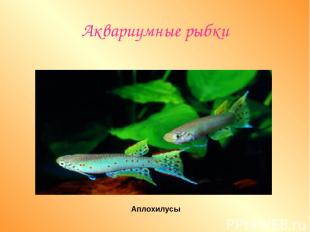 Аквариумные рыбки Аплохилусы