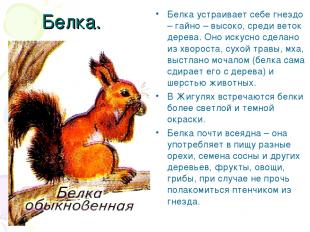 Белка. Белка устраивает себе гнездо – гайно – высоко, среди веток дерева. Оно ис