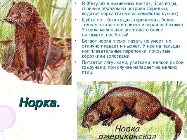 Норка. В Жигулях в низменных местах, близ воды, главным образом на острове Середыш, водится норка (также из семейства куньих). Шубка ее – блестящая, коричневая, более темная на хвосте и спинке и серая на брюшке. У горла маленькое желтовато-белое пят…