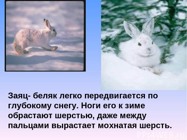 Заяц- беляк легко передвигается по глубокому снегу. Ноги его к зиме обрастают шерстью, даже между пальцами вырастает мохнатая шерсть.