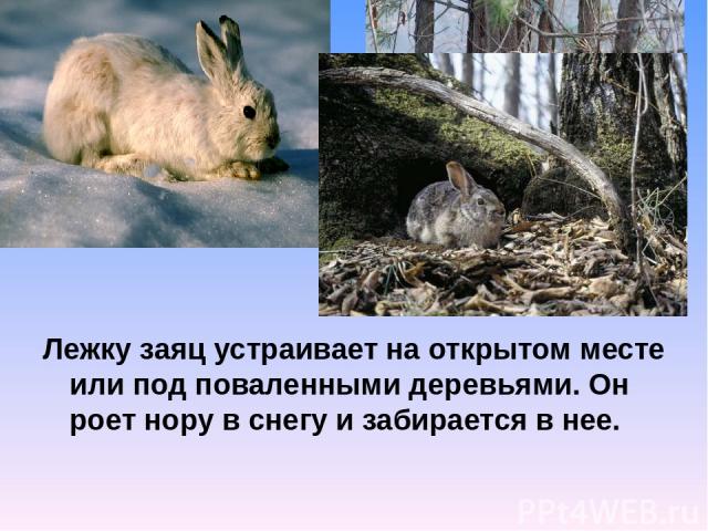 Лежку заяц устраивает на открытом месте или под поваленными деревьями. Он роет нору в снегу и забирается в нее.