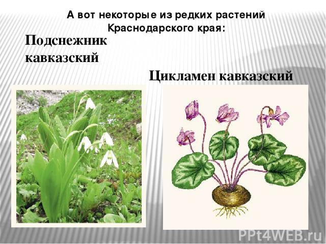 А вот некоторые из редких растений Краснодарского края: Подснежник кавказский Цикламен кавказский