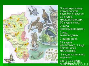 В Красную книгу Кемеровской области внесено: 12 видов млекопитающих, 60 видов пт