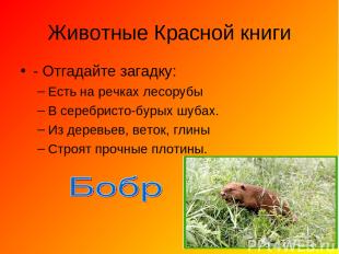 Животные Красной книги - Отгадайте загадку: Есть на речках лесорубы В серебристо