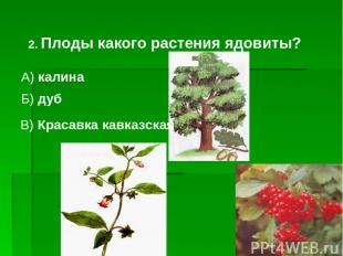 2. Плоды какого растения ядовиты? А) калина Б) дуб В) Красавка кавказская