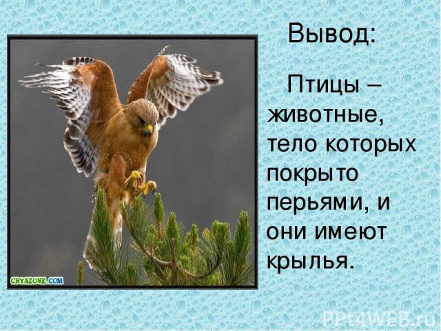 Вывод: Птицы – животные, тело которых покрыто перьями, и они имеют крылья.