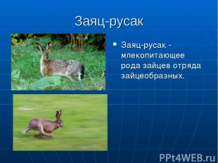 Заяц-русак Заяц-русак - млекопитающее рода зайцев отряда зайцеобразных.