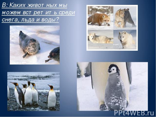 В: Каких животных мы можем встретить среди снега, льда и воды?