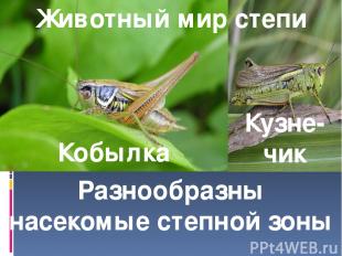 Животный мир степи Кобылка Кузне-чик Разнообразны насекомые степной зоны